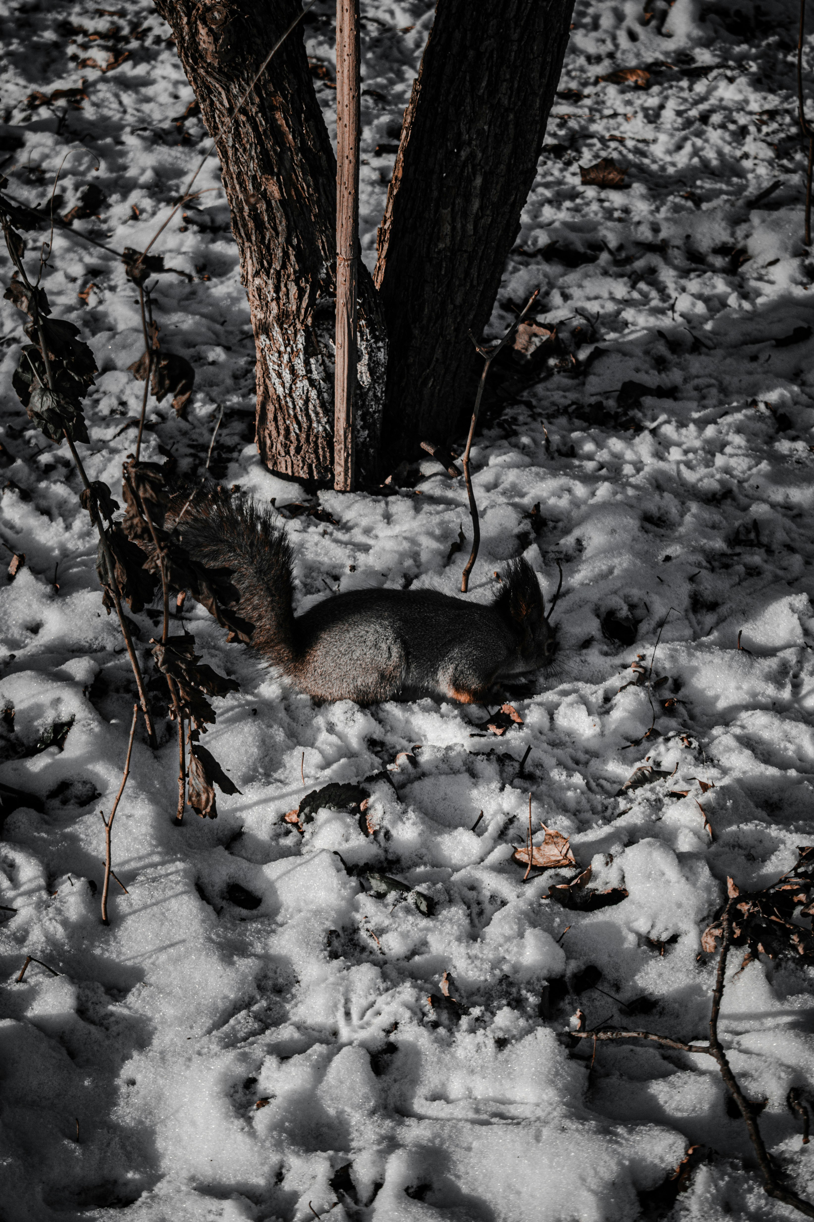 brown squirrel on snow covered ground